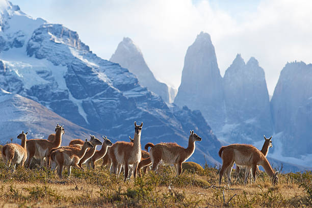 Guanaco in Torres del Paine National Park Herd of Guanaco (Lama guanicoe) grazing on a hillside in Torres del Paine National Park in the Magallanes region of southern Chile. animal neck photos stock pictures, royalty-free photos & images