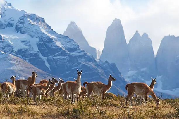 Photo of Guanaco in Torres del Paine National Park