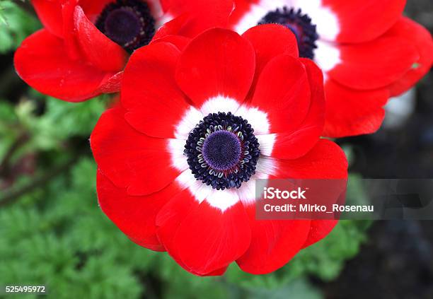 Red Anemone Coronaria Flower Red White Stock Photo - Download Image Now - Anemone Flower, Flower, Sea Anemone