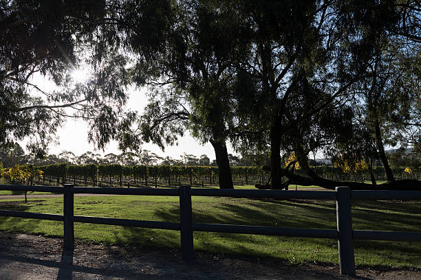 istock Scene from a Wine Yard in a Winery 525497398