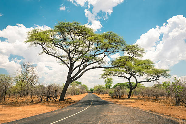 paisagem africana com estrada vazia e árvores no zimbabué - hwange national park imagens e fotografias de stock