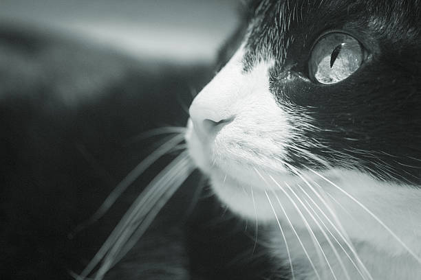 istock Black and white cat portrait sitting looking close-up 525498367