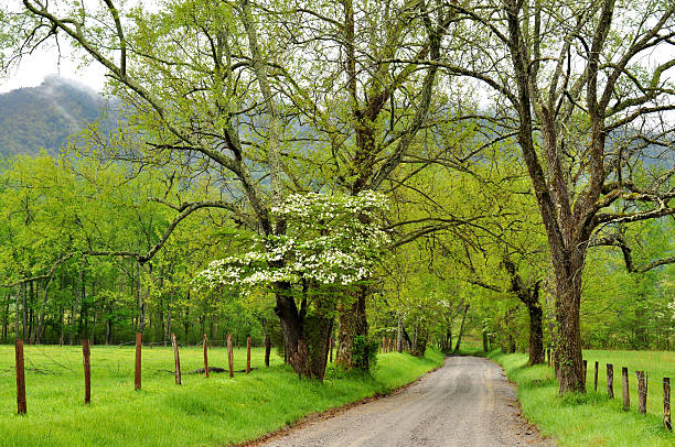 istock Dogwoods blooming in Cades Cove. 525498585