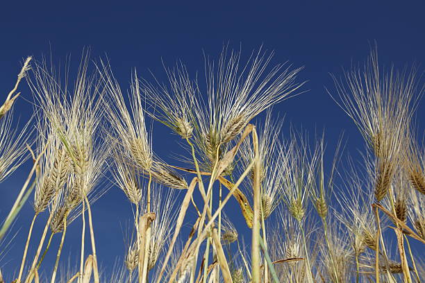 grain stock photo