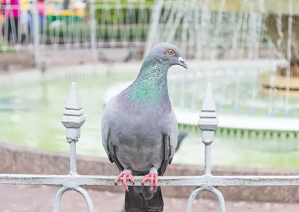 pigeon at fountain in the city