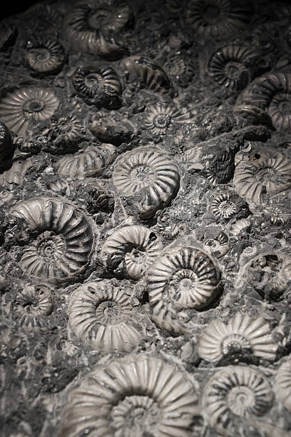 istock ammonite fossil in stone, real ancient petrified shell for fuel 525500295