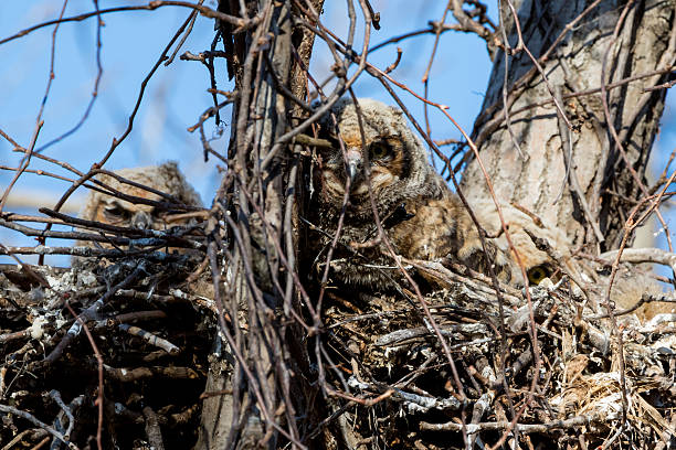 istock Baby Great Horned Owls 525501040