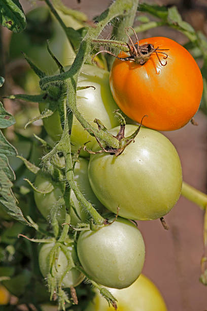 istock Lycopersicon esculentum, Solanum lycopersicum 525502055