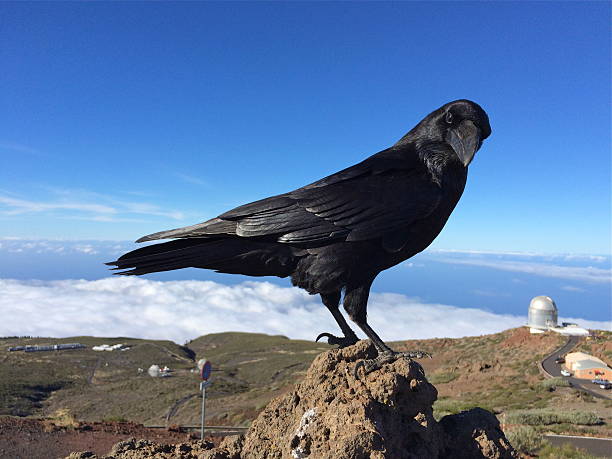 istock La Palma, raven at mountain top Roque de los Muchachos 525502193