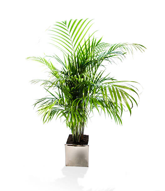 istock Isolated indoor plant 525502359