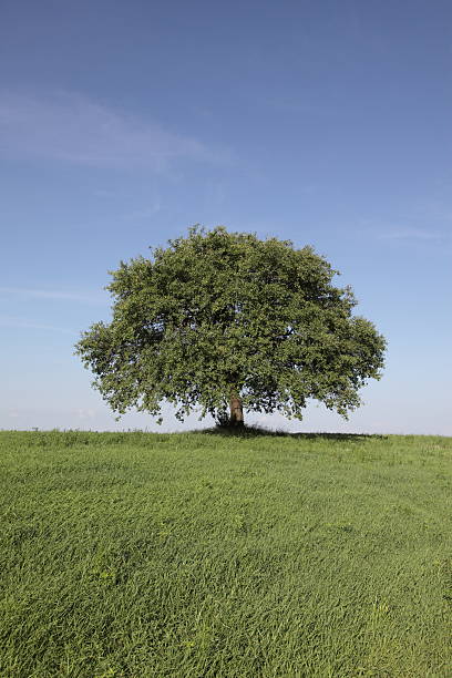 tree top stock photo