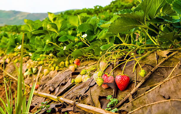 istock Ripe strawberry in the field 525507031