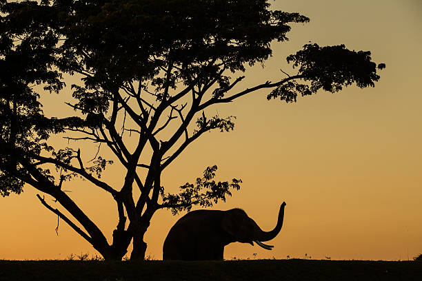 istock asia elephant in the forest at sunset 525507321
