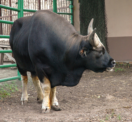 Bull Gayal Stock Photo - Download Image Now - Animal, Animal Wildlife, Bull  - Animal - iStock
