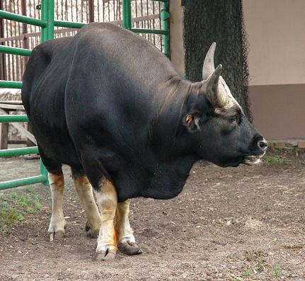 Bull Gayal Stock Photo - Download Image Now - Animal, Animal Wildlife, Bull - Animal - iStock Bull Gayal Stock Photo - Download Image Now - Animal, Animal Wildlife, Bull - Animal - iStock