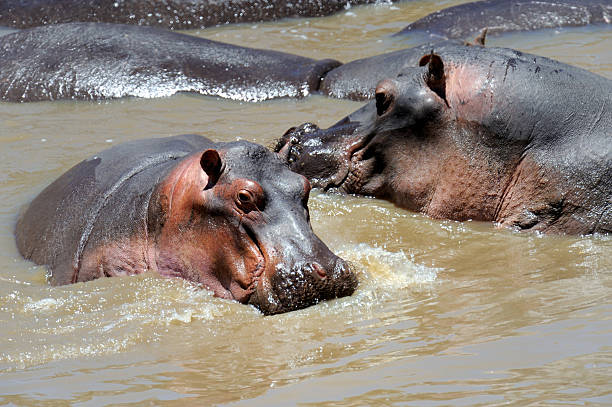 hipopótamo - hippopotamus amphibian sleeping hippo sleeping imagens e fotografias de stock