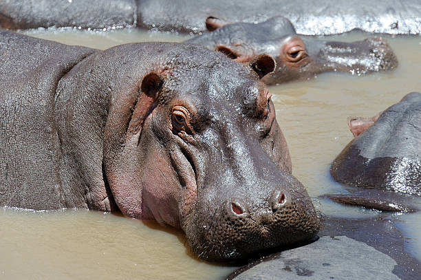 hipopotam - hippopotamus amphibian sleeping hippo sleeping zdjęcia i obrazy z banku zdjęć