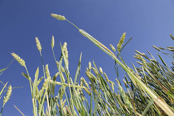 wheat field stock photo