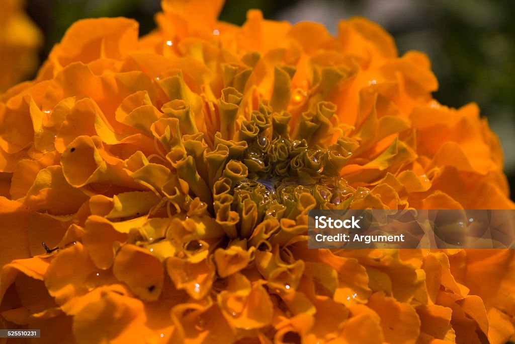 Orange flower Orange annual marigold with dew drops. Macro Beauty In Nature Stock Photo