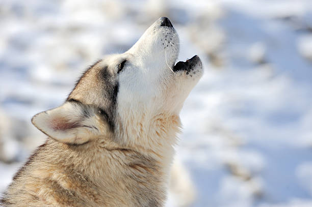 istock Siberian husky dog portrait 525512081