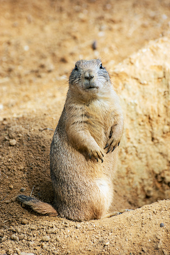 Groundhog (Marmota monax) photo