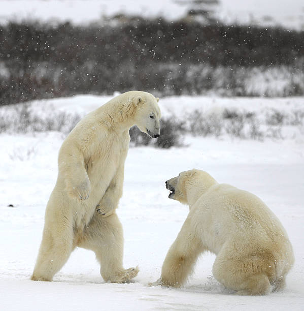 Fight of polar bears
