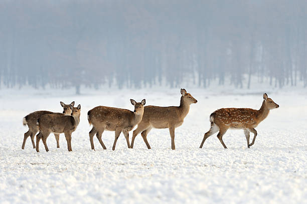 Young deer Many young deer in winter meadow roe deer frost stock pictures, royalty-free photos & images