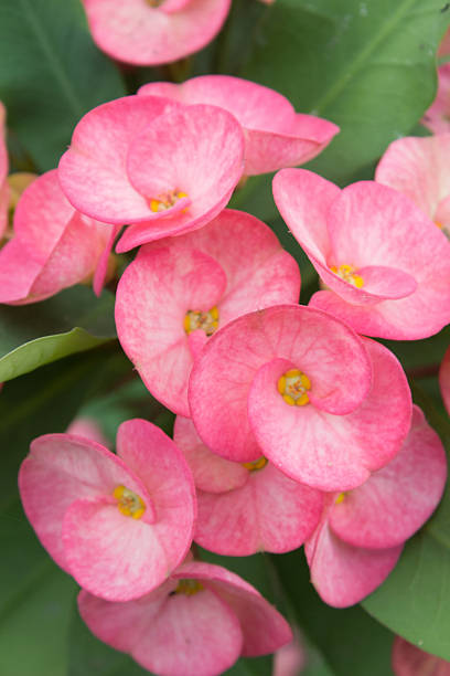 istock flower and beautiful petals 525514099
