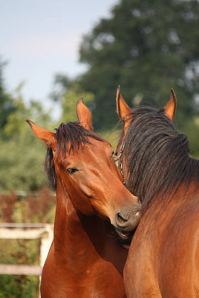istock Two brown horses nuzzling each other 525514629