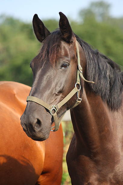 istock Black horse taking a deep breath of air 525514633