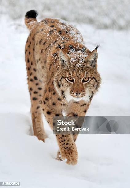 Photo libre de droit de Lynx En Hiver banque d'images et plus d'images libres de droit de Lynx - Lynx, Hiver, Courir