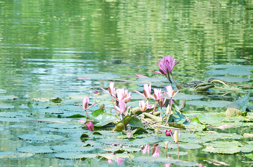 Lily flower on the water