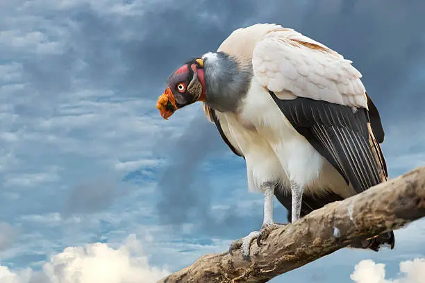 Photo of sarcoramphus papa vulture buzzard portrait