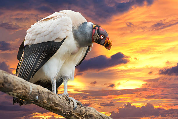 istock sarcoramphus papa vulture buzzard portrait 525523887