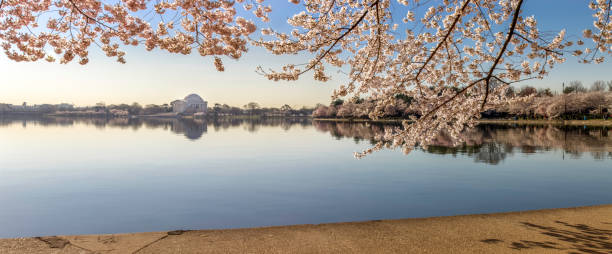 istock Cherry trees blooming at Jefferson memorial 525524229