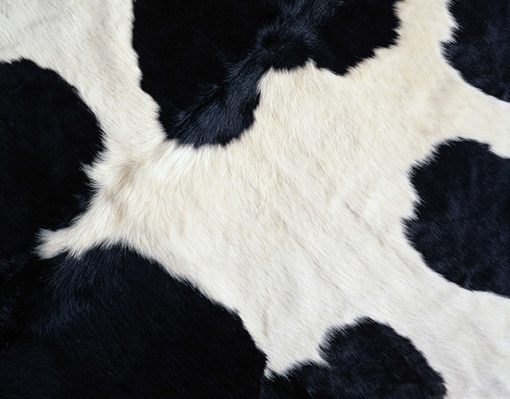 Textura de la piel de vaca photo