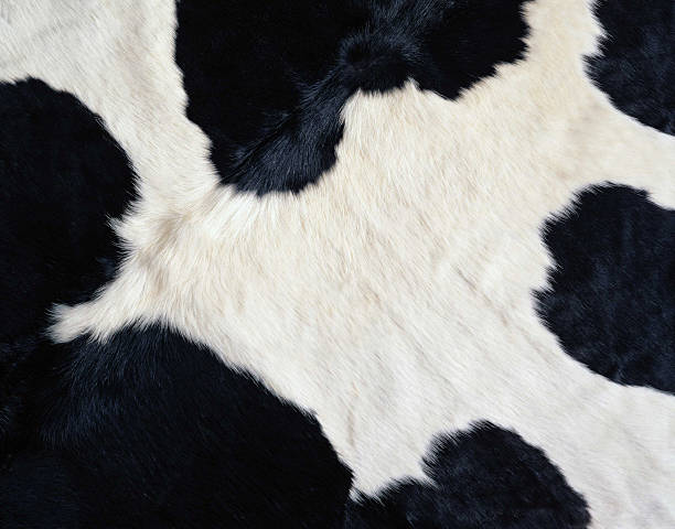 texture della pelle di mucca - vacca frisona foto e immagini stock