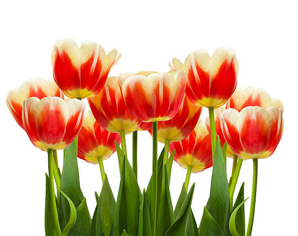 istock bouquet of beautiful red tulips on white background 525524613