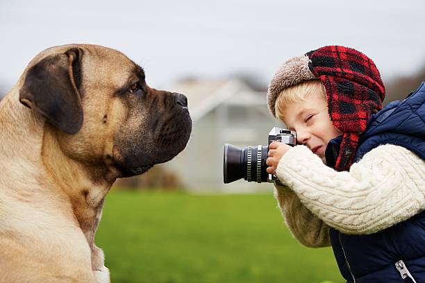 Little photographer Little boy with camera is shooting his dog cane corso stock pictures, royalty-free photos & images