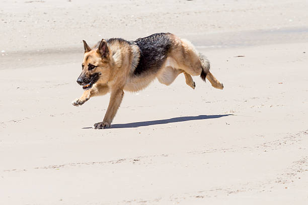 istock German Shepherd dog catching a ball 525525203