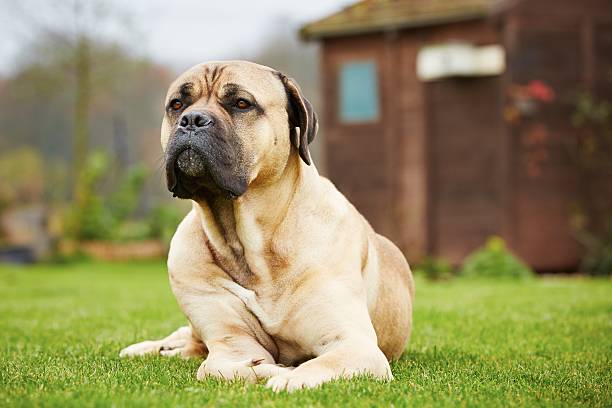 istock Dog in the garden 525525367