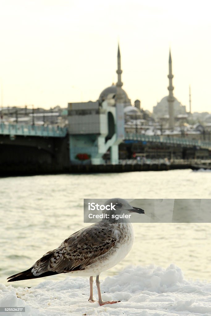 seagull near the golden horn seagull standingnear the golden horn in a snowy day Ancient Civilization Stock Photo