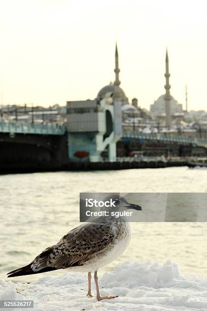 Seagull Near The Golden Horn Stock Photo - Download Image Now - Ancient Civilization, Architecture, Bird