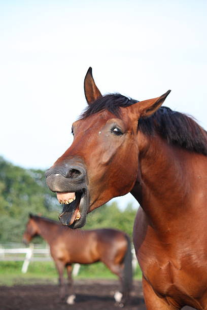 istock Yawning bay horse portrait in summer 525527205