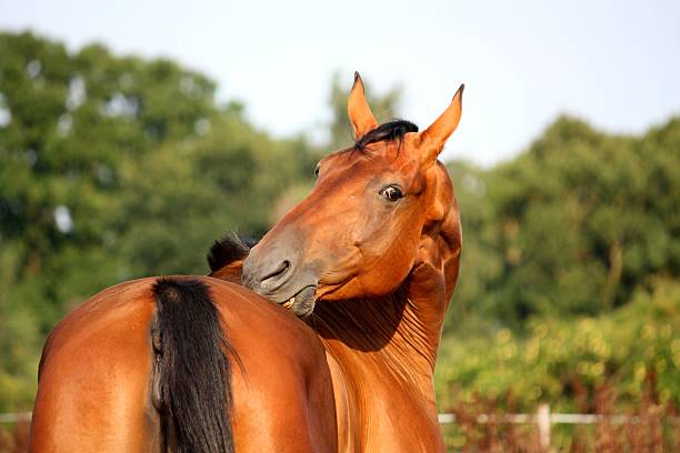 istock Brown horse scratching itself on the pasture 525527207