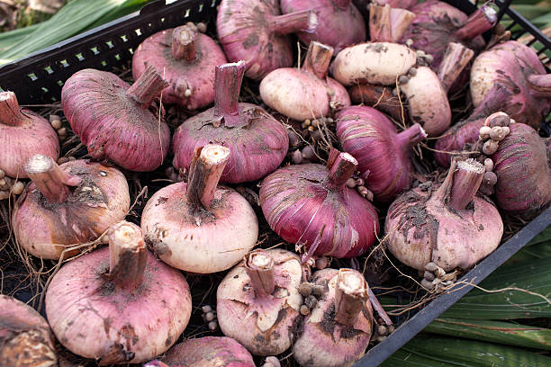 Corms of gladioli stock photo