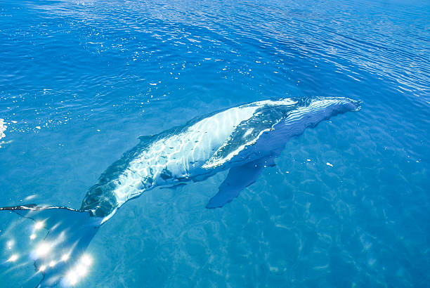 Humpback Whale underwater in Hervey bay, Queensland, Australia Humpback Whale underwater in Hervey bay, Queensland, Australia fraser island stock pictures, royalty-free photos & images