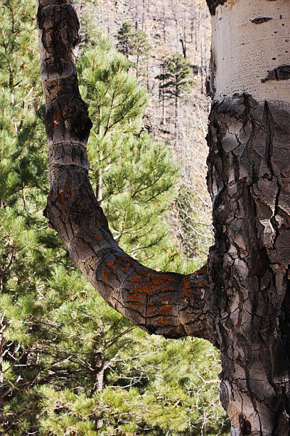 Aspen Tree Ponderosa Pine Ponderosa pine trees backdrop an odd crook in a mature Aspen tree with rough bark. Kachina Peaks Wilderness, Flagstaff, Arizona, 2014. aspen tree grove tree stand stock pictures, royalty-free photos & images