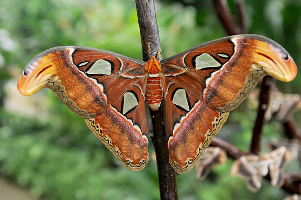 istock attacus atlas, one of worlds largest butterfly 525530021