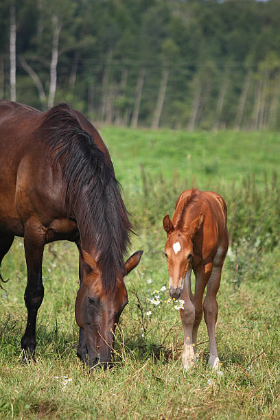 istock Young foal standing at the pasture with his mother 525530097